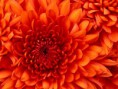 /album/galeria-de-fotos-pagina-inicial/chrysanthemum-jpg/